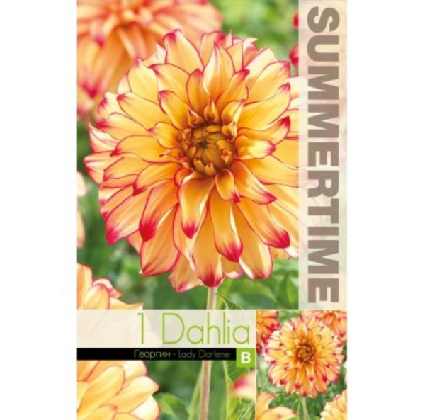 Dahlia